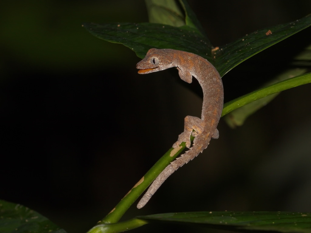 Brown's Fringe Gecko