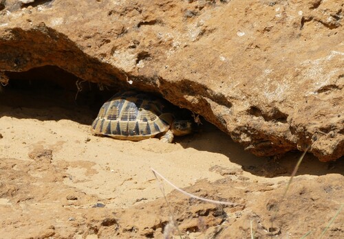 Nabeul Tortoise