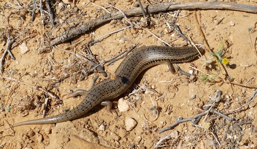 Ocellated Bronze Skink