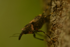 Stenocerus angulicollis