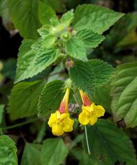Lindenbergia grandiflora