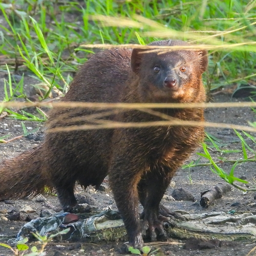 Small Asian Mongoose