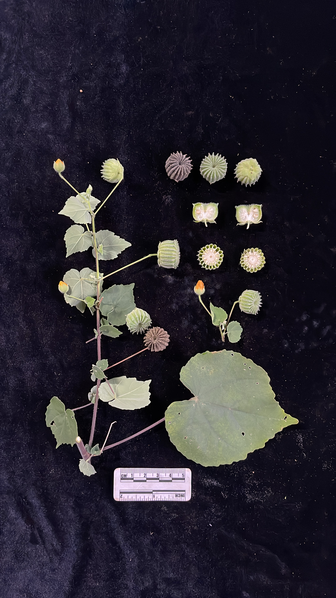 Abutilon indicum (Abutilon indicum)