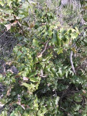 Berberis pinnata pinnata