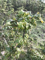 Berberis pinnata pinnata
