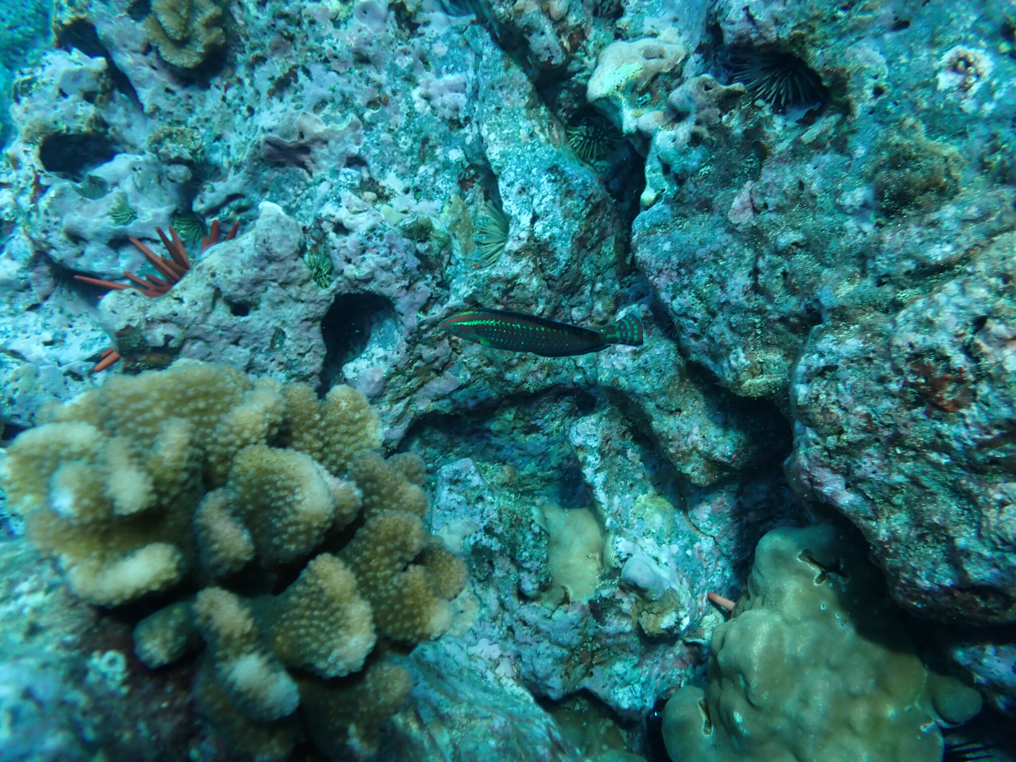 Ornamented Wrasse photo 6