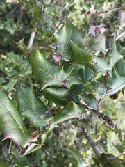 Berberis pinnata pinnata