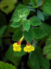 Lindenbergia grandiflora