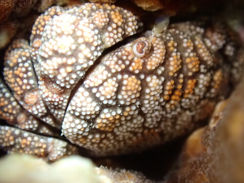 Pseudoliomera, 2026-01-01