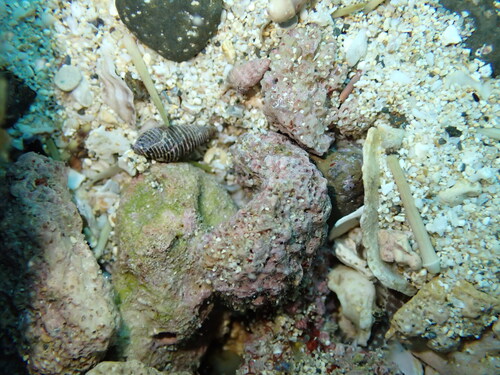 Turridrupa bijubata observed 2026-01-01