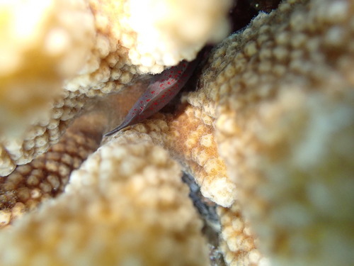 Caracanthus typicus observed 2026-01-01