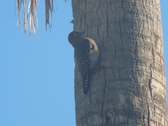 Melanerpes uropygialis