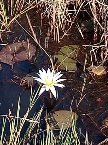 Day Waterlily
