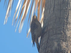 Melanerpes uropygialis