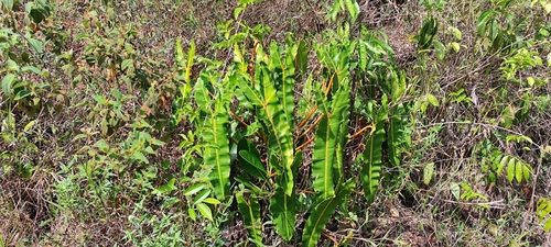 Philodendron billietiae (Philodendron billietiae)