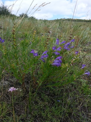 Scutellaria baicalensis