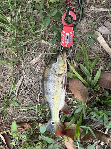 Butterfly peacock bass (Cichla ocellaris) — Cichlidae