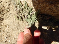 Myriopteris parryi image