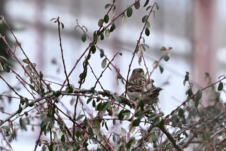 House Sparrow (Passer domesticus), photo 8