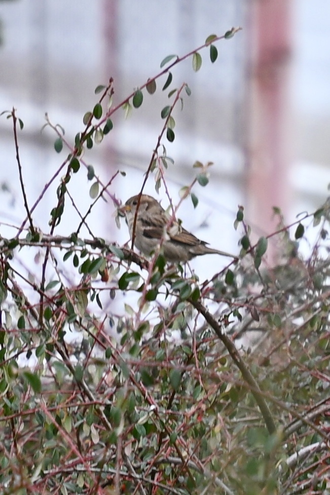 House Sparrow (Passer domesticus), photo 9