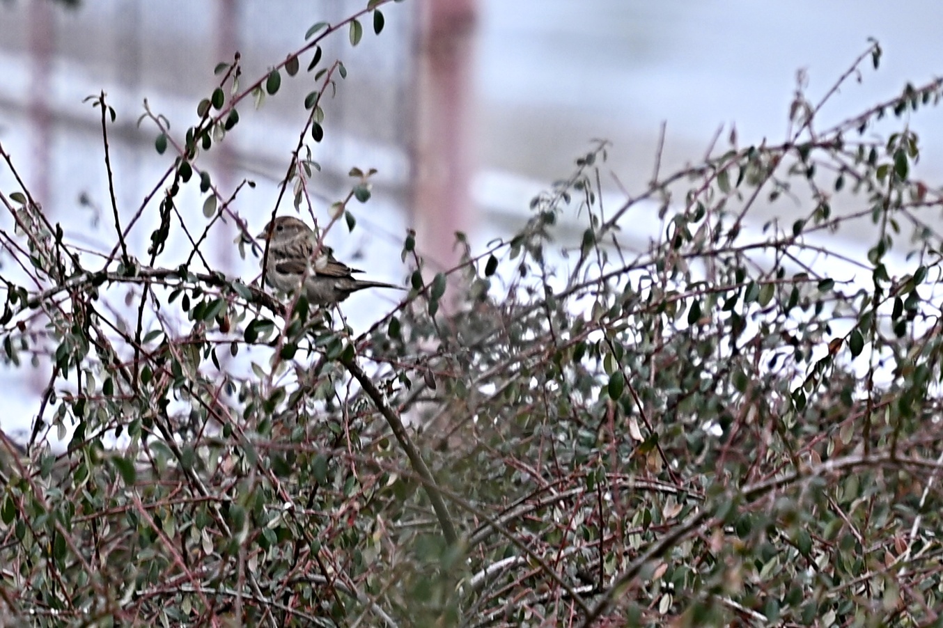 House Sparrow (Passer domesticus), photo 10