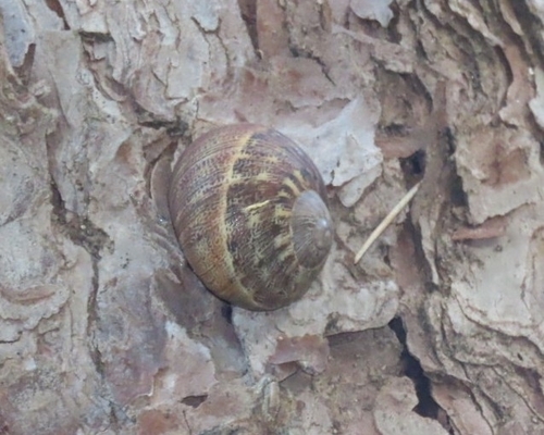Garden Snail