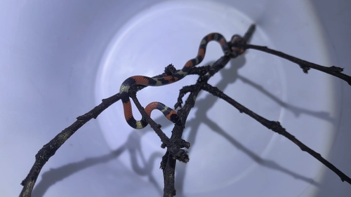Guibe's Flame Snake