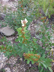 Lespedeza daurica