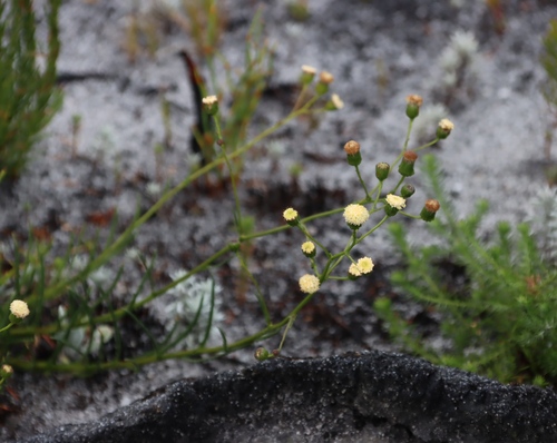 Vase Ragwort (Senecio paniculatus)