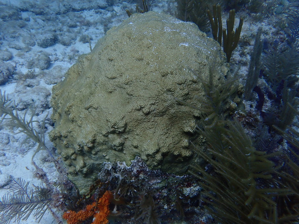 Smooth Star Coral
