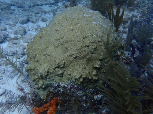 Smooth Star Coral