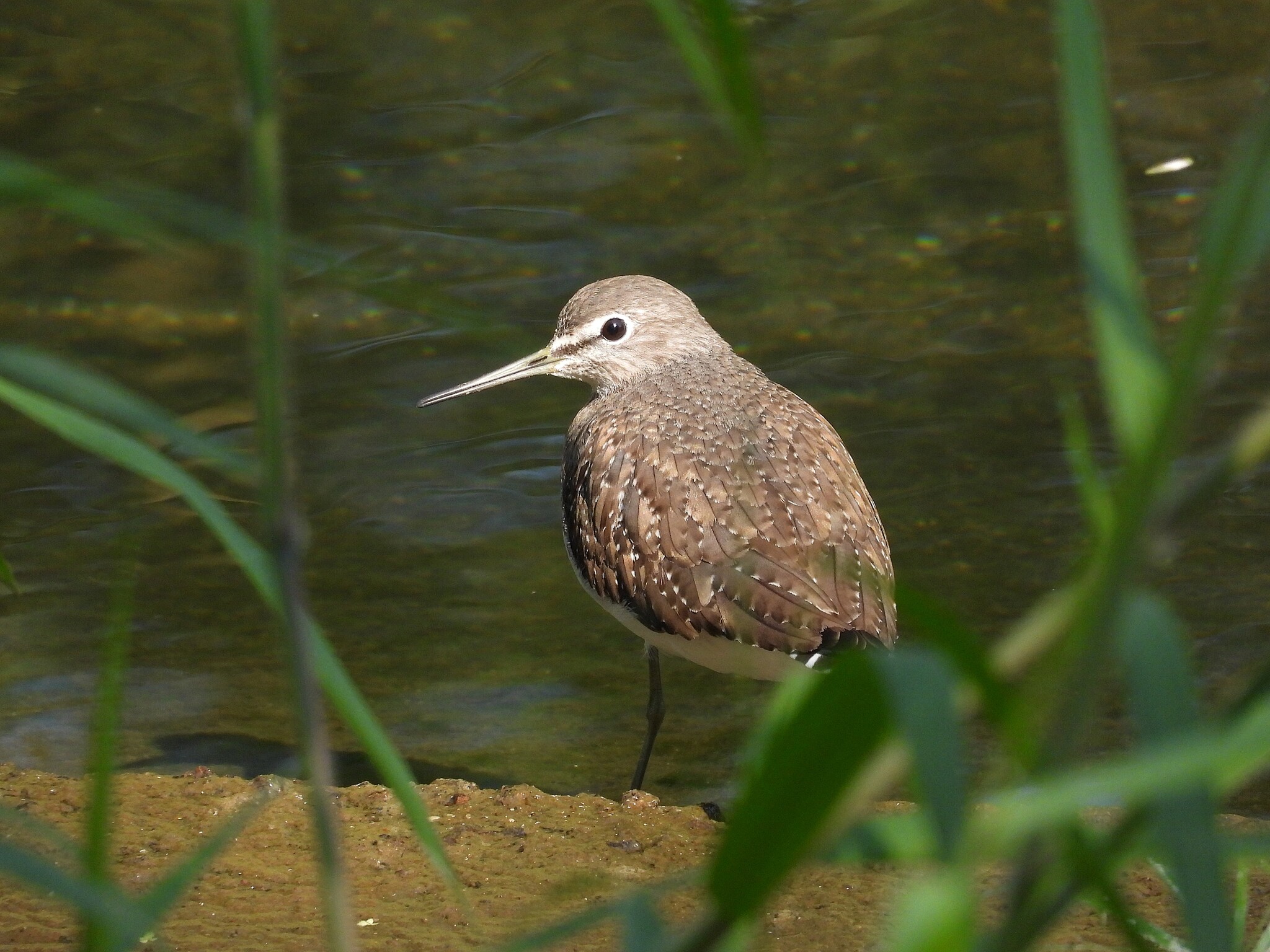 Green Sandpiper (Tringa ochropus), photo 7