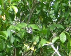Neptidopsis