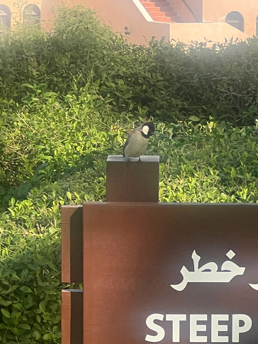 White-eared Bulbul (Pycnonotus leucotis), photo 10