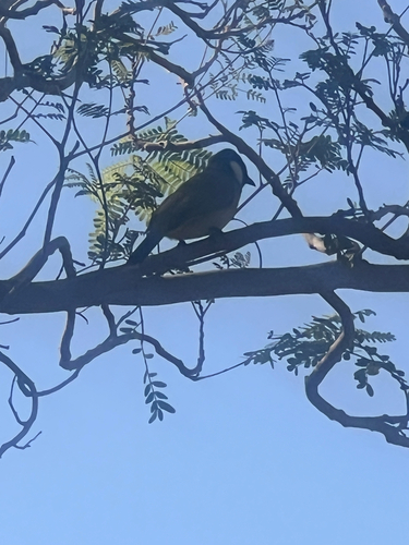 White-eared Bulbul (Pycnonotus leucotis), photo 8