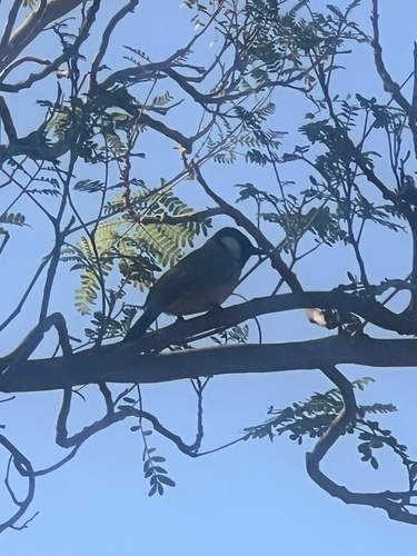 White-eared Bulbul (Pycnonotus leucotis)
