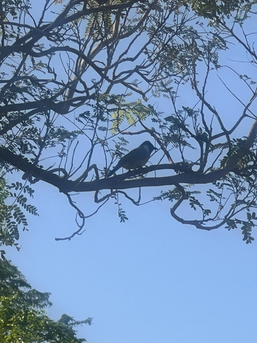 White-eared Bulbul (Pycnonotus leucotis), photo 2
