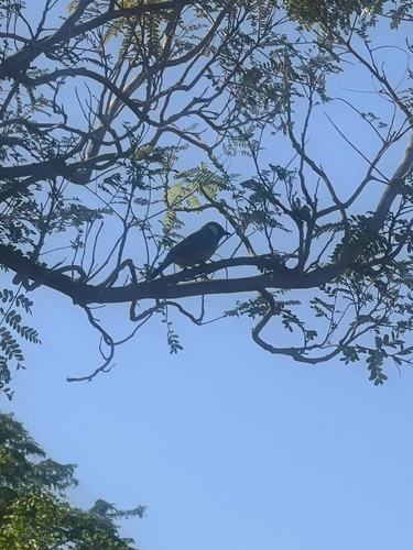 White-eared Bulbul (Pycnonotus leucotis), photo 9