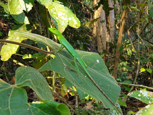 Burmese Green Crested Lizard