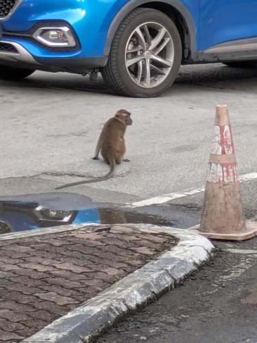 Long-tailed Macaque