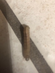 Lepidoptera
