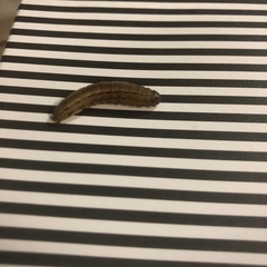 Lepidoptera