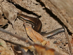 Subdoluseps bowringii