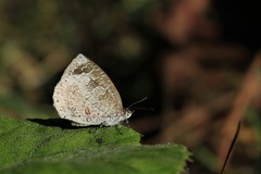 Arhopala ganesa