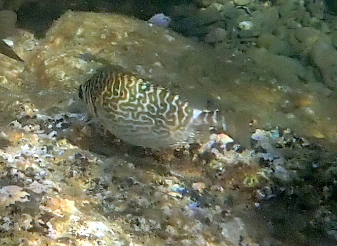 Black spinefoot (Siganus spinus) — Siganidae