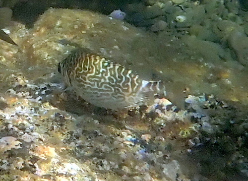 Black spinefoot (Siganus spinus) — Siganidae