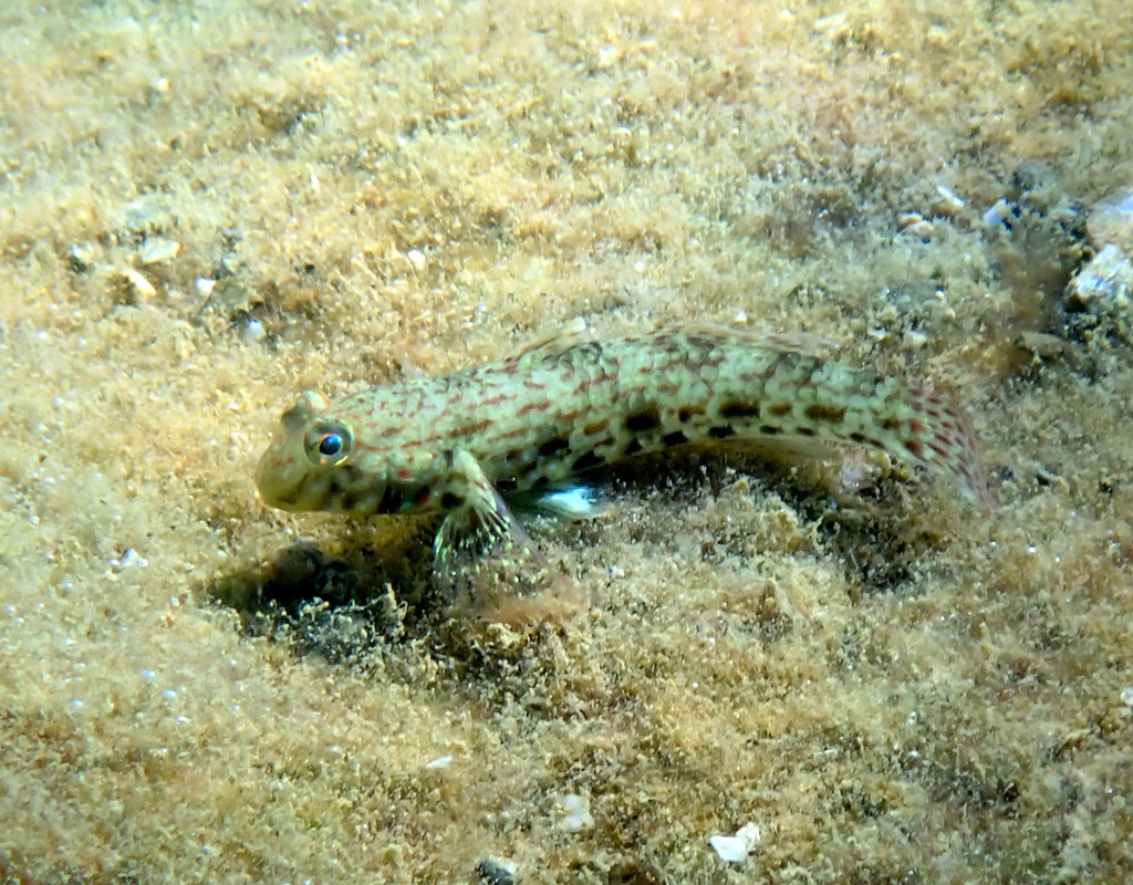 Goby (Istigobius ornatus) — Gobiidae