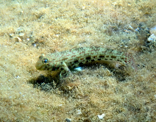 Sierlijke grondel (Istigobius ornatus) — Gobiidae