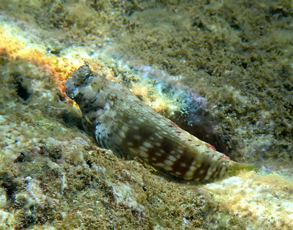 Banded blenny (Salarias fasciatus) — Blenniidae