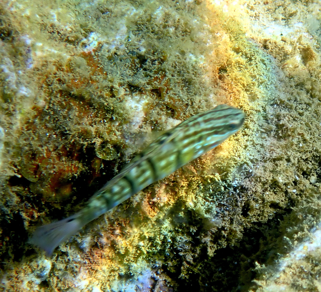 Banded goby (Amblygobius phalaena) — Gobiidae